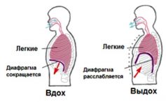 Вокальная опора