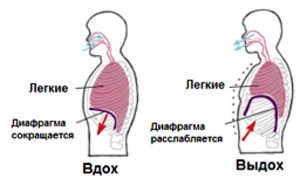 вокальная опора